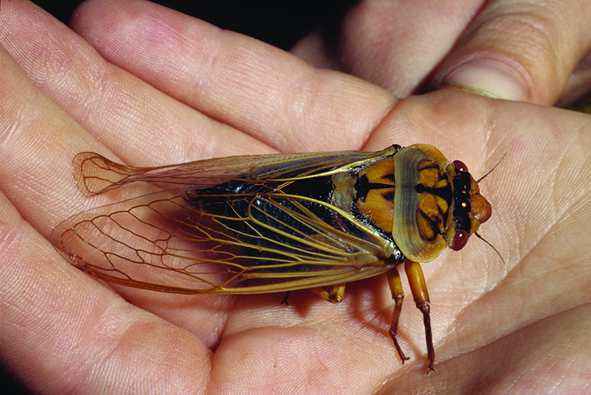 21-Column-Nature-Brown-cicada-on-hand.jpg