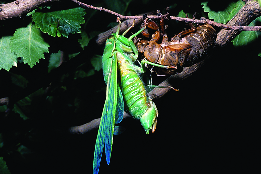 21-Column-Nature-Cicada-green-just-emerged.jpg