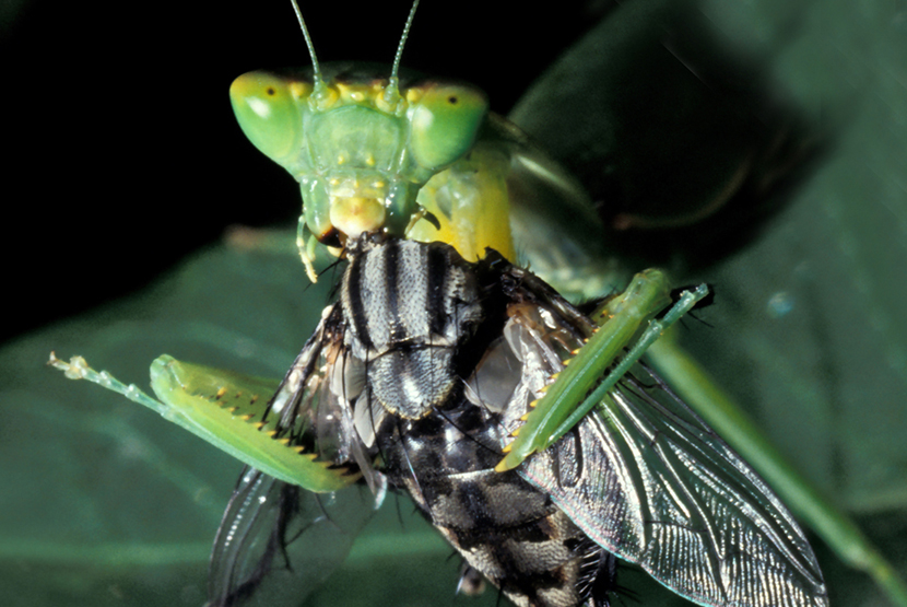 21-Column-Nature-Mantis-having-a-snack.jpg
