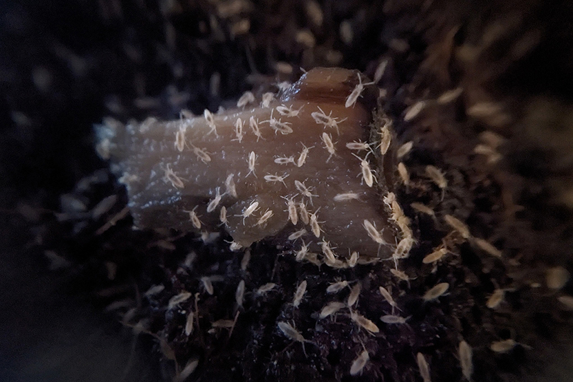 58-Compost-Critters-3.jpg