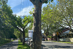 London plane tree to get the chop