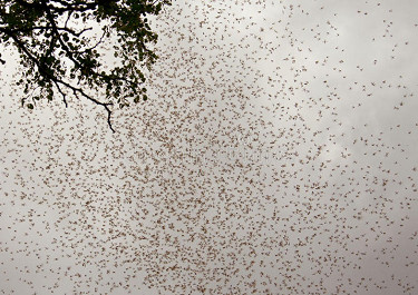 Termite swarm hits Kensington