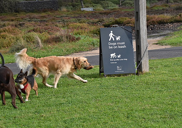 Dogs free to have fun