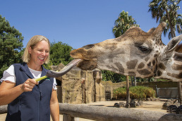 Melbourne Zoo director Michelle Bruggeman resigns